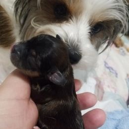 Yorkshire Terrier Puppies from Angela Coleman