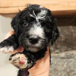 Leap - Black male Bernedoodle puppy in Pollock Pines, California from Ten Acre Wood Doodles