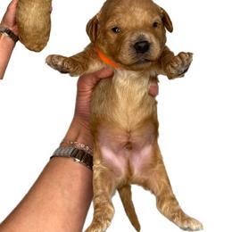 Finn (Orange) - Apricot male Goldendoodle puppy in Hot Springs, Arkansas from Hot Springs Kennels
