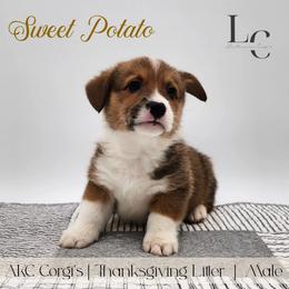 Sweet Potato - Red male Pembroke Welsh Corgi puppy in Pine Village, Indiana from NL Horsemanship