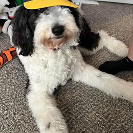 Bernedoodle, Bernese Mountain Dog, and Sheepadoodle All Grown Up from VonDoodles Bernedoodles & Sheepadoodles