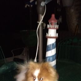 Pomeranian All Grown Up from Sparta Poms
