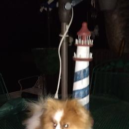Pomeranian All Grown Up from Sparta Poms