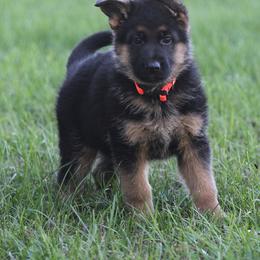 German Shepherd Puppies from Valiant Shepherds