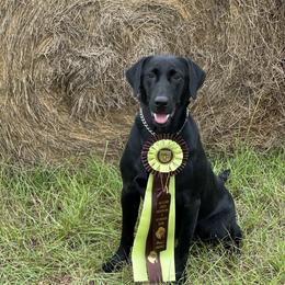 Faith - Labrador Retriever