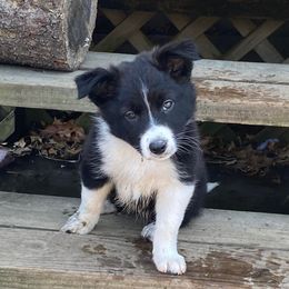 Border Collies from Billowing Borders