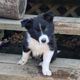 Border Collies from Billowing Borders