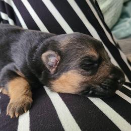 Girl 1 - Black and red female German Shepherd puppy in Coatesville, Pennsylvania from Jessica's German Shepherds