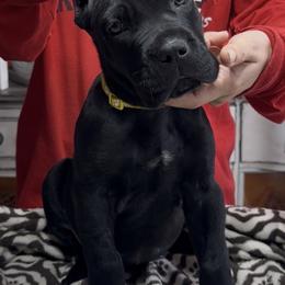 Yellow collar - Black female Cane Corso puppy in Clewiston, Florida from Far From Average Kennels