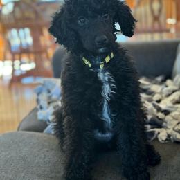 Rey - Tri Phantom Female - Phantom Poodle puppy in Stanley, Wisconsin from Fanciers' Poodles