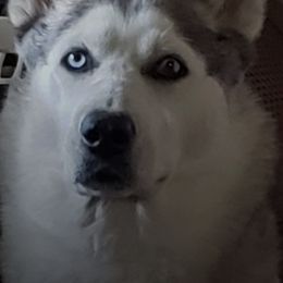Siberian Huskies from Debra Hickam's Siberian Huskies