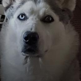 Siberian Huskies from Debra Hickam's Siberian Huskies
