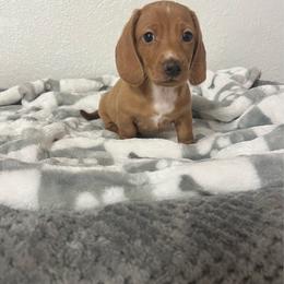 Opie - Red male Dachshund puppy in Brooksville, Florida from Ween Acres