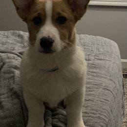 American Corgi and Pembroke Welsh Corgi Puppies from Beebe’s Corgis