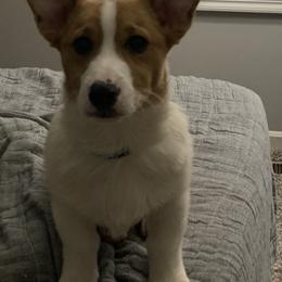 American Corgi and Pembroke Welsh Corgi Puppies from Beebe’s Corgis
