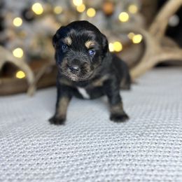Miniature Australian Shepherd Puppies from Quartz Creek Aussies