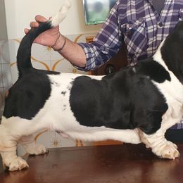 Basset Hound Puppies from Blue Coast Bassets