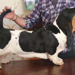 Basset Hound Puppies from Blue Coast Bassets