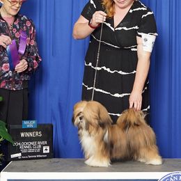 Lhasa Apsos, Maltese, and Poodles from Toy Poodle and Maltese Perfection