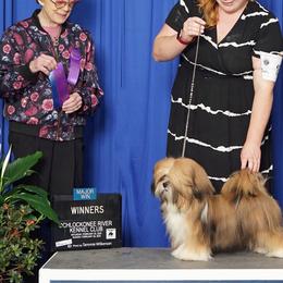 Lhasa Apsos, Maltese, and Poodles from Toy Poodle and Maltese Perfection