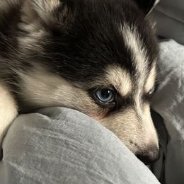 Girl 1 - Pomsky puppy in Florida from Alyssa's Pomskies