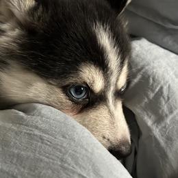 Girl 1 - Pomsky puppy in Florida from Alyssa's Pomskies