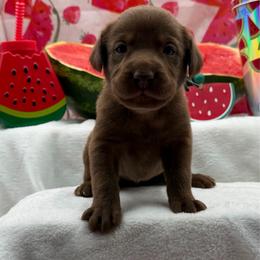 Gray - Chocolate female Labrador Retriever puppy in Heath Springs, South Carolina from Rich Hill Retrievers
