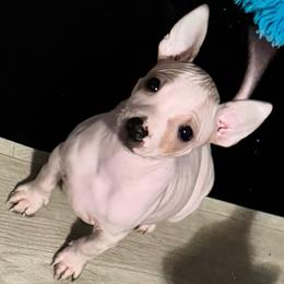 Bishop - White, black sable red male American Hairless Terrier puppy in Bates City, Missouri from Bare Wonder