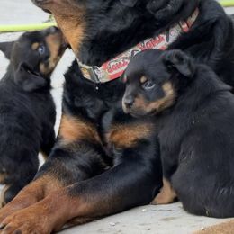 Rottweiler Puppies from Cross Creek Rottweilers