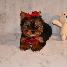 Ari - Black and gold Yorkshire Terrier puppy in Maple Heights, Ohio from Yorkiesllc