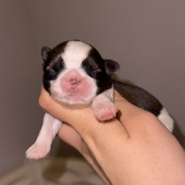 Chelsea (potentially available soon) - Gold and white female Shih Tzu puppy in California from Fairy Tails Shih Tzus CA