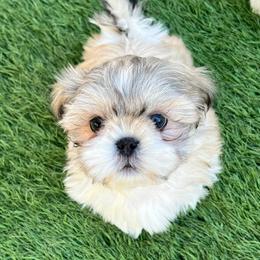 Boy 1 - Tricolor male Shih Tzu puppy in Silver Spring, Maryland from Saraya’s Shih Tzus