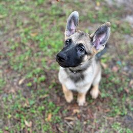 Gray - Cream sable Belgian Malinois puppy in Greenacres, Florida from Belgian Herder kennel