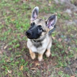 Gray - Cream sable Belgian Malinois puppy in Greenacres, Florida from Belgian Herder kennel