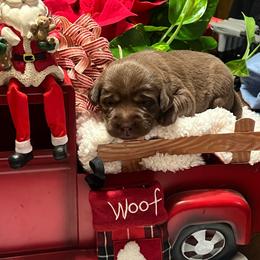 Teal - Chocolate female Labrador Retriever puppy in Heath Springs, South Carolina from Rich Hill Retrievers