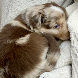 Churro - Red merle male Australian Shepherd puppy in Arizona from BRR Aussies