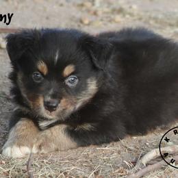Jimmy - Black tri male Miniature Australian Shepherd puppy in Garden Plain, Kansas from Krazy K Aussies