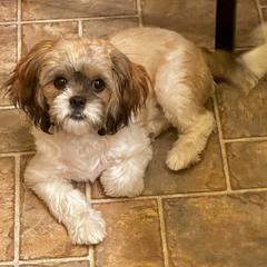 Biewer Terrier, Cavalier King Charles Spaniel, Cavatzu, and Shih Tzu Puppies from Rocky Oak Cavaliers & Biewer Terriers