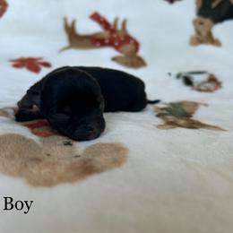 Diesel - Black male Chihuahua puppy in Beckemeyer, Illinois from Guardian’s of the Chihuahuas