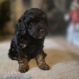 Ginger - Tri-color female Bernedoodle puppy in Mc Gaheysville, Virginia from Doting Doodles