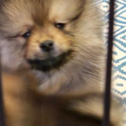Stevie - Red sable female Pomeranian puppy in Meherrin, Virginia from Traveling Poms