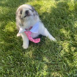 Aussiedoodle, Bulldog, Miniature Australian Shepherd, Poodle, and Toy Australian Shepherd Puppies from Mowry Creek Mini Aussiedoodles and More