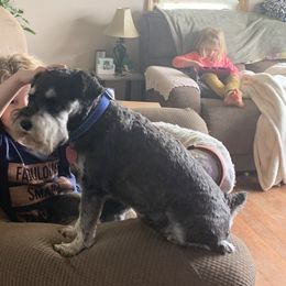 Max - Miniature Schnauzer