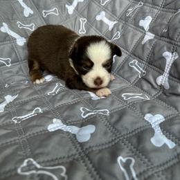 Tink - Red merle female Miniature American Shepherd puppy in Iola, Kansas from Elm Creek Minis