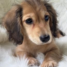 Gizmo - Cream male Dachshund puppy in Sumrall, Mississippi from Huckleberry Tails