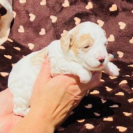 Liberty - Blenheim female Cavapoo puppy in Fort Worth, Texas from Creekwood Miniature Cavapoos