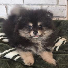 Ron - Black and tan male Pomeranian puppy in Statesboro, Georgia from Briar Creek Kennels