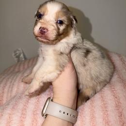 Belle - Red merle female Australian Shepherd puppy in Anniston, Alabama from All Hale Aussies