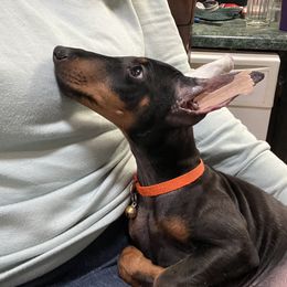 Manchester Terrier Puppies from MosaicManchesters.com