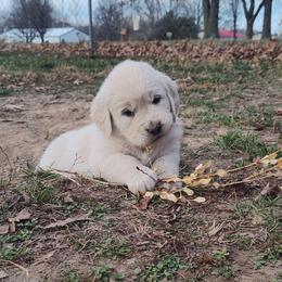 Arielle - Light golden female Golden Retriever puppy in Seymour, Missouri from High Road Golden Retrievers